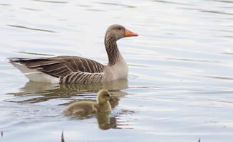 Stiftung Umwelt- und Naturschutz